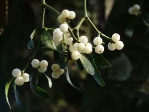 Mistletoe Herb Tincture