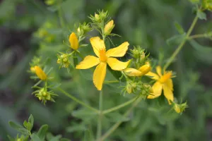 St John's Wort Tincture (fresh, organic)